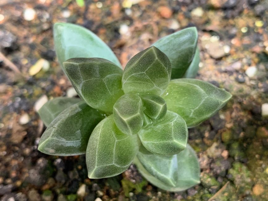 A detailed close-up of a vibrant green succulent plant thriving in soil.